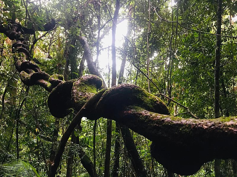Wildlife in the Sinharaja rainforest