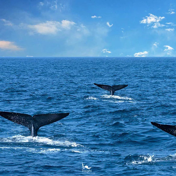 Whales swimming in the ocean off Mirissa